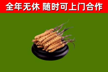 偃师回收冬虫夏草