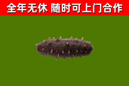偃师回收海参干